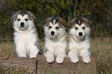 ALASKAN MALAMUTE 520